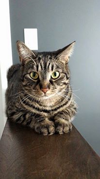 Cloé