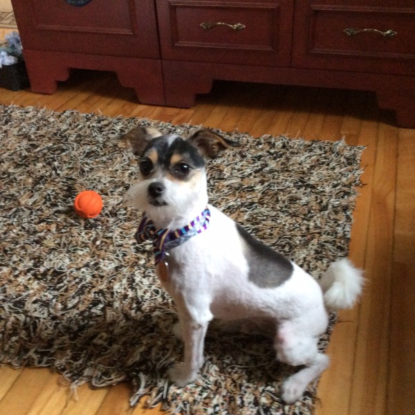 De Belles Histoires Spca Saguenay