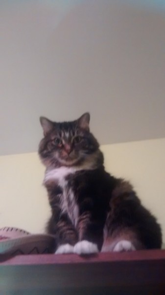 Émilie