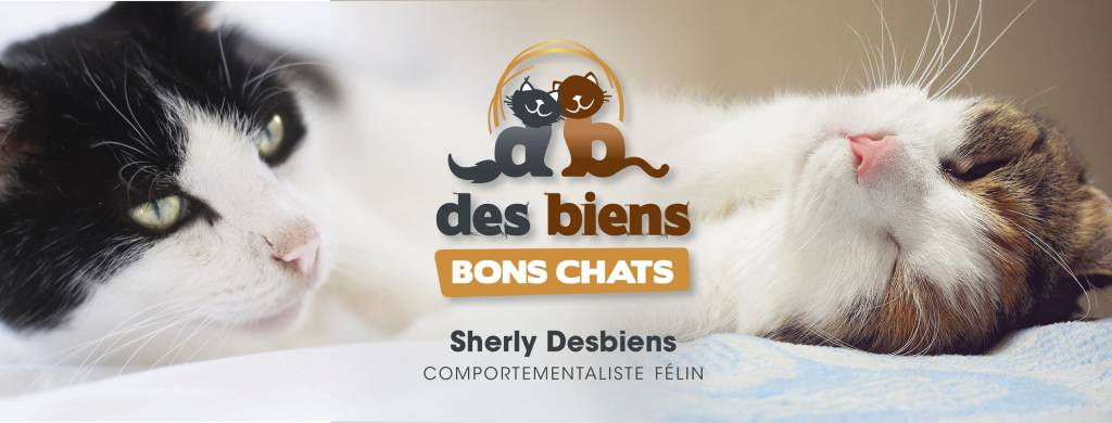 Des Biens Bons Chats - Sherly Desbiens, comportementaliste félin