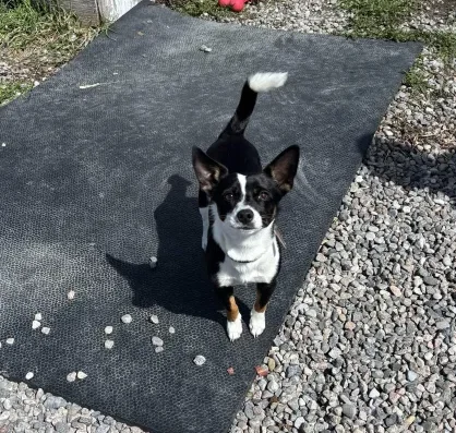 César